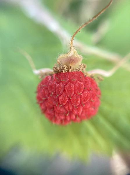 thimbleberries