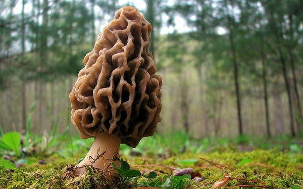 Morel Mushroom