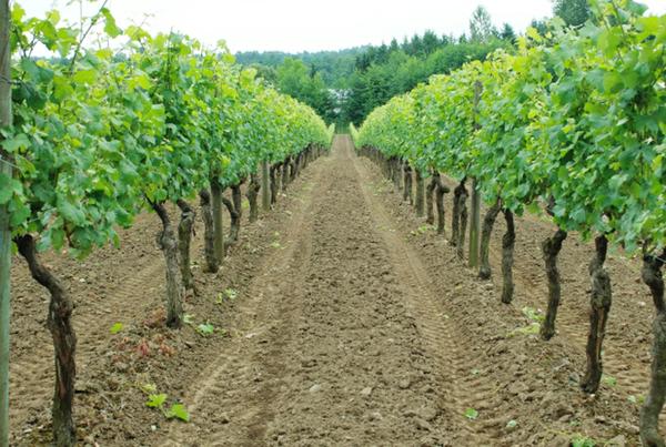 BC Vineyards 
