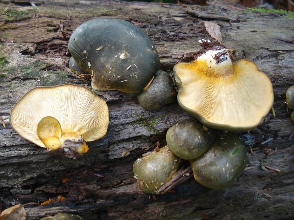 Saffron Milk Cap