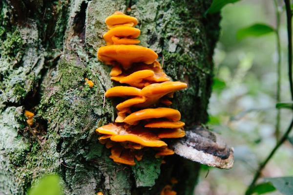 Chicken of the woods
