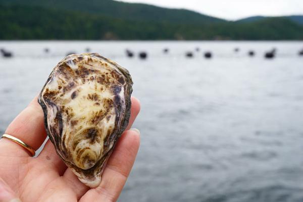 fanny bay oyster