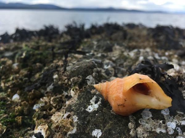 sea snail