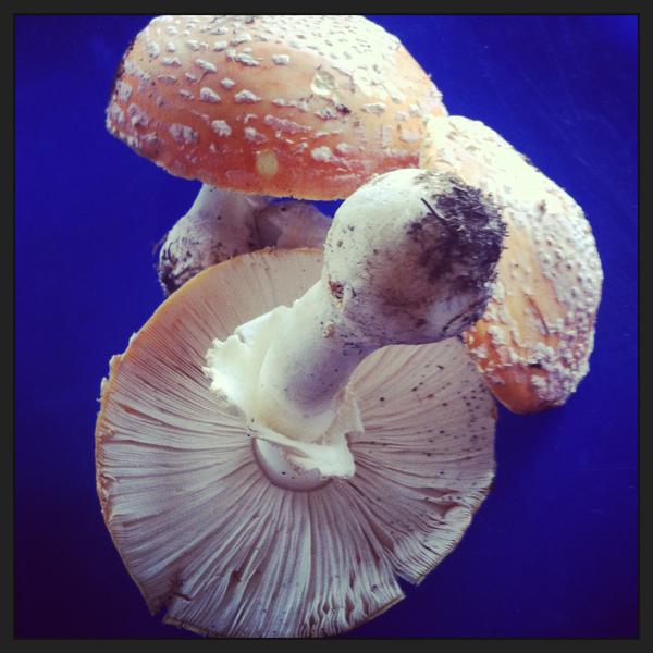 Lactarius mushroom