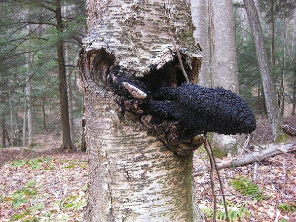 chaga on a birch tree