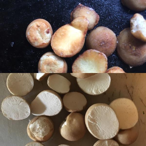 bolete 