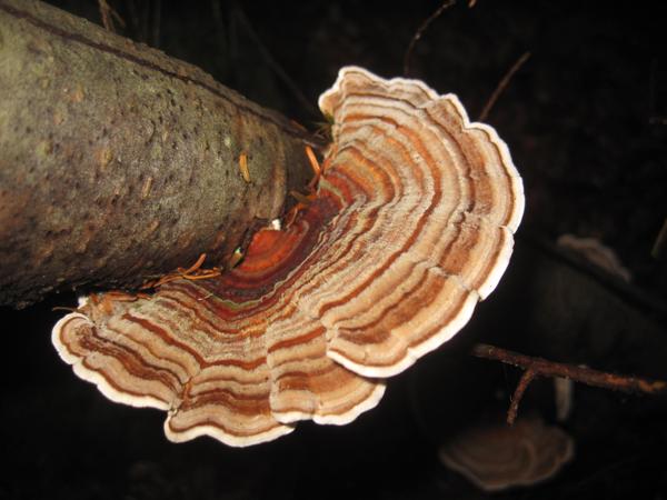 Turkey Tail Mushroom