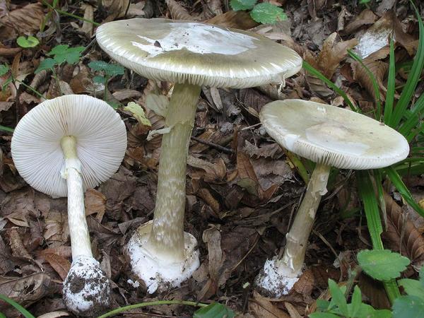 death cap mushroom