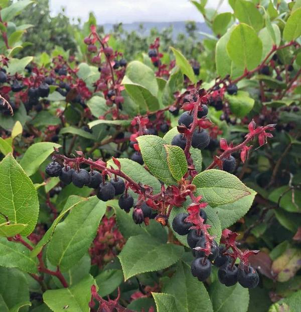 Salal berries