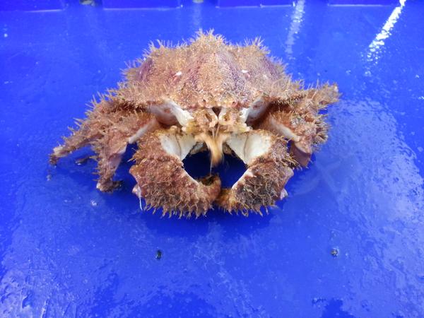Crab catching