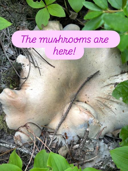 sheep polypore