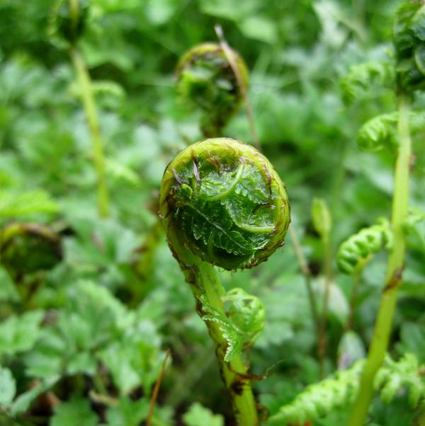 fiddlehead