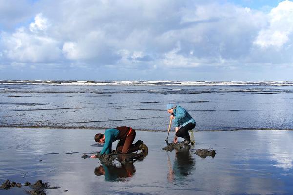 birch bay clam dig