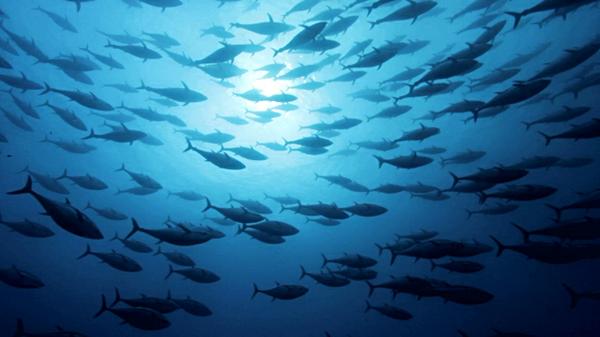 Tuna