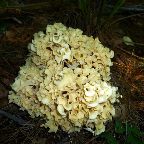Hericium mushroom