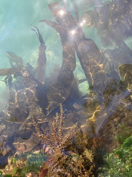 BC seaweed