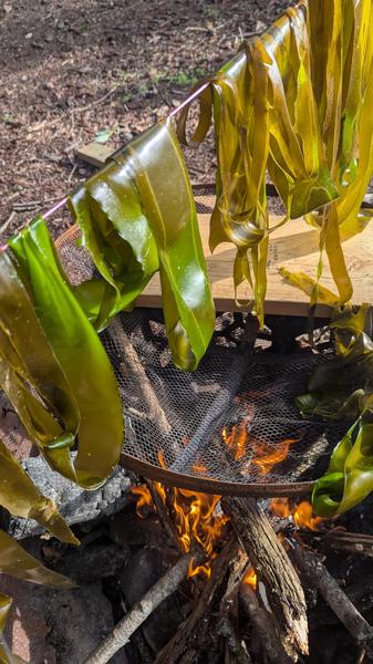 Smoking bull whip kelp