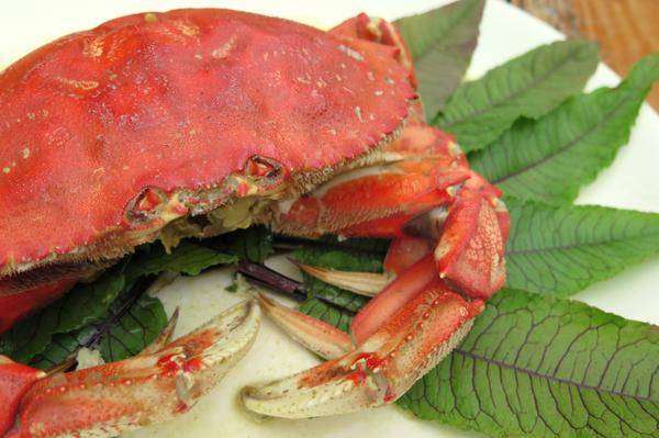 Dungeness crab