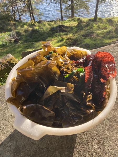 seaweed rainbow