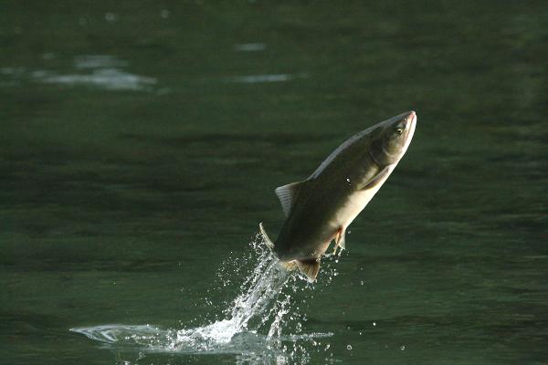 halibut vs salmon feast