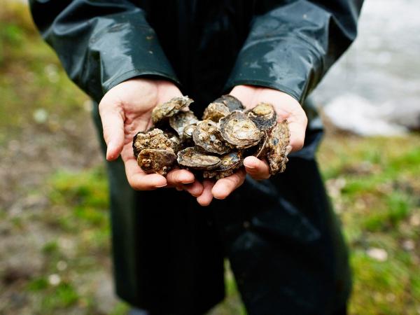  Chris and Sarah Rhodes photo of olympia oyster