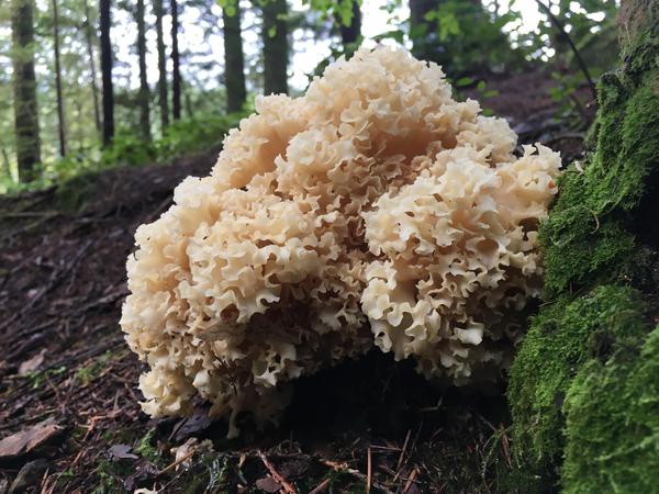 Mushroom field trip