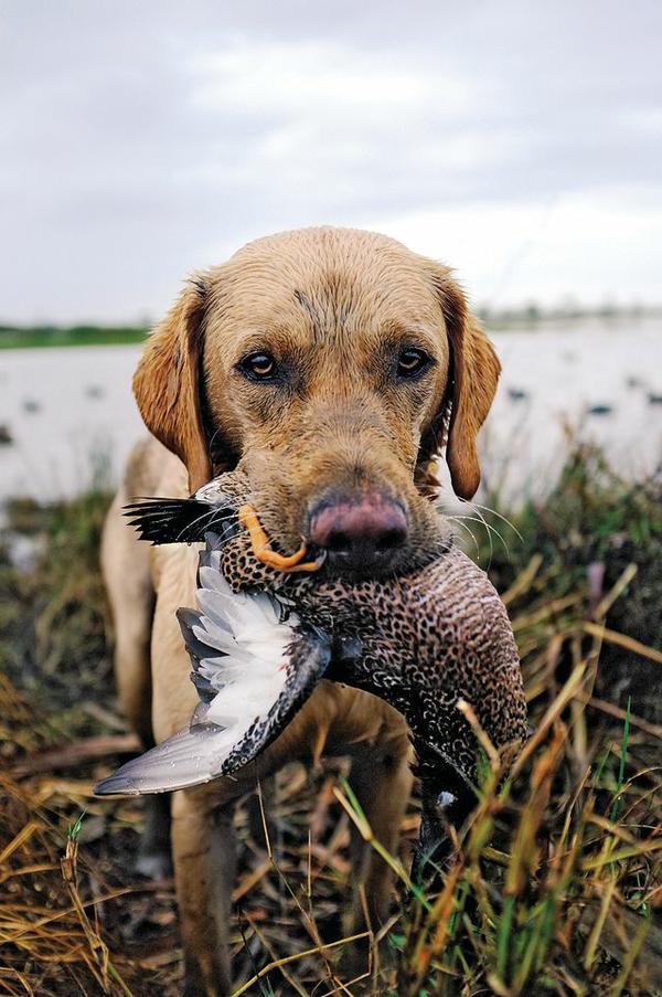 duck hunt