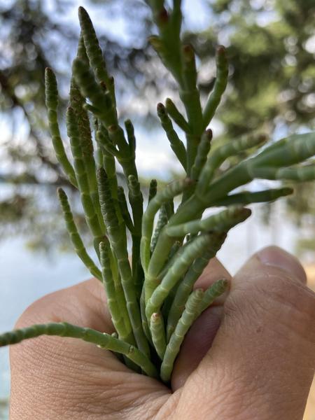 sea asparagus