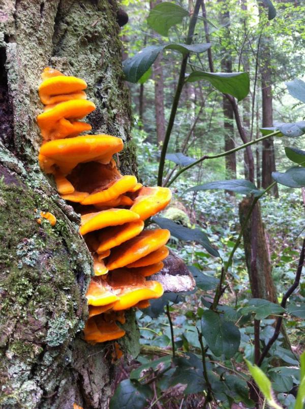 Chicken of theWoods