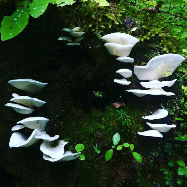 Angel wings