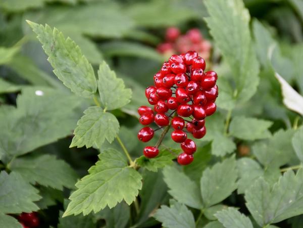 baneberries