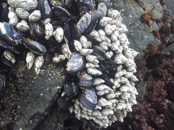 GOOSENECK BARNACLES 