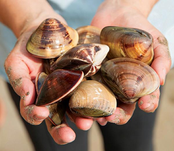 clamming