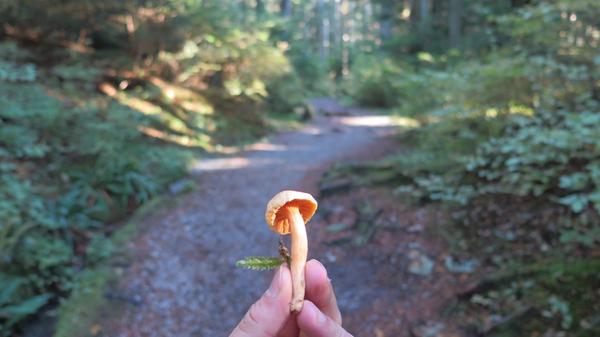 mushroom foraging