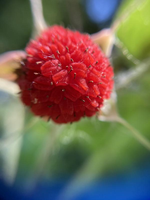 Thimbleberry