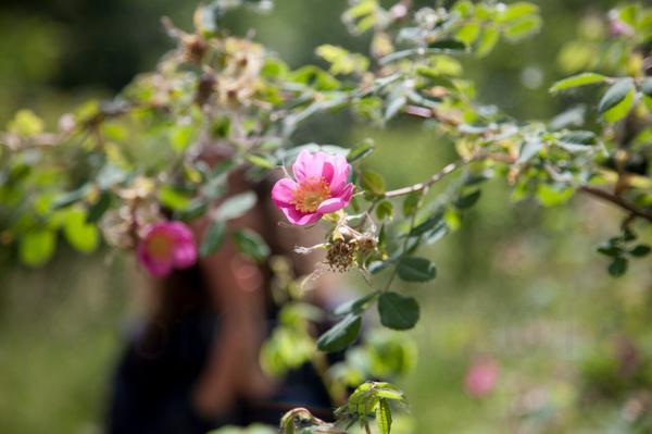 Nootka rose