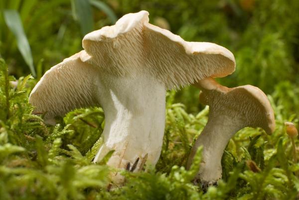 Check out the teeth on these...