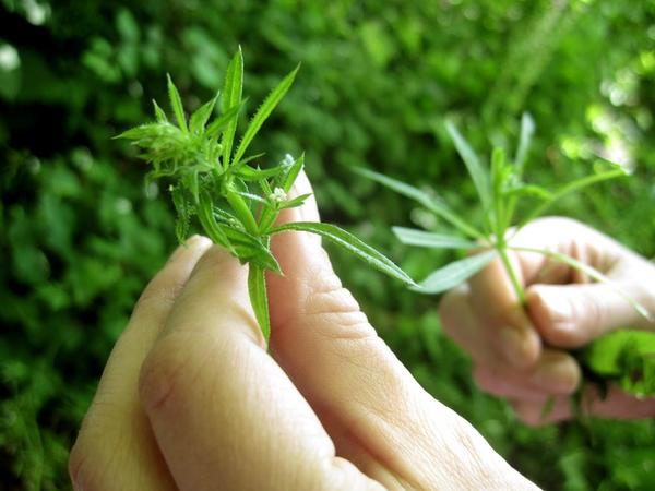 cleavers