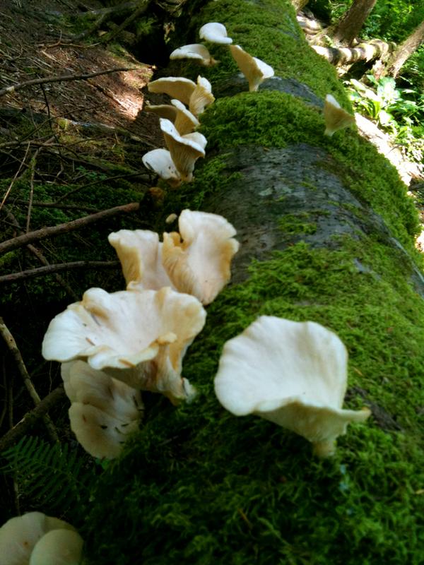 oyster mushroom