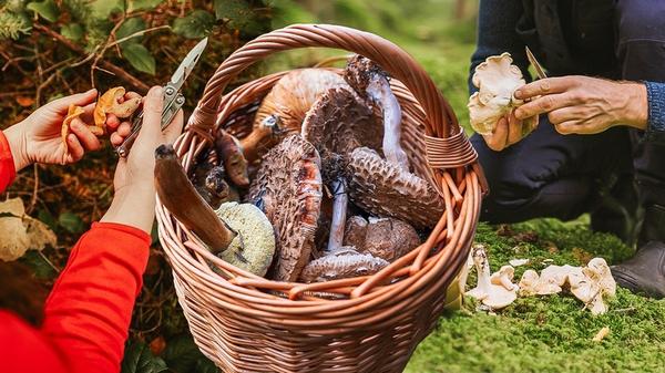 Wild mushrooms in a basket