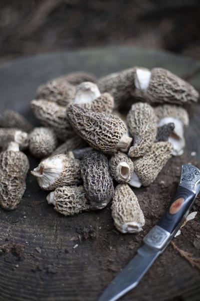 morel mushrooms