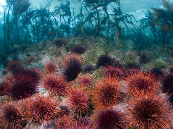 sea urchin