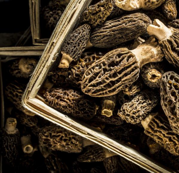 wild morel mushrooms