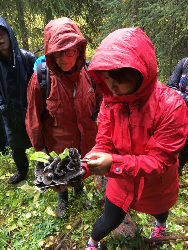foragers