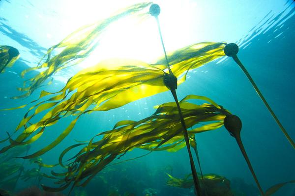 edible bullkelp