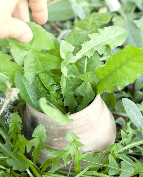 medicinal plants