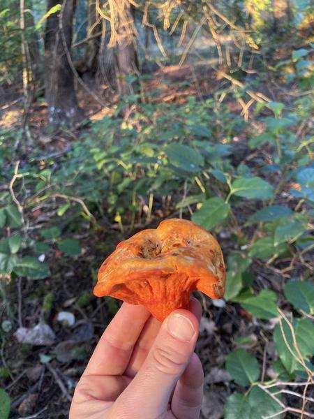lobster mushrooms