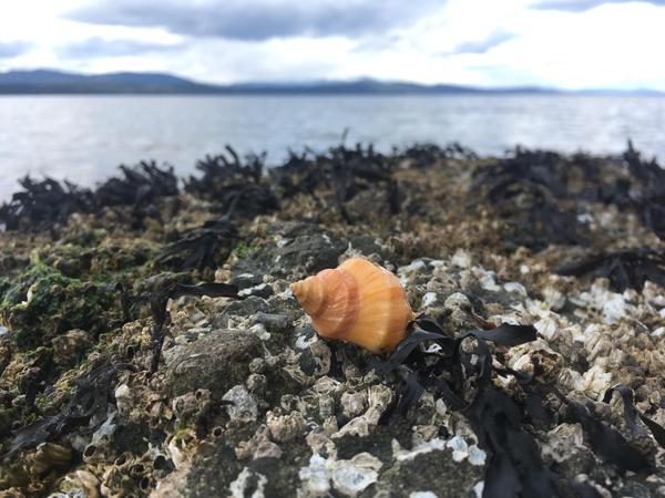 clamming