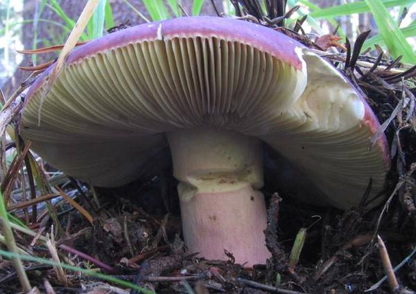 Hericium mushroom