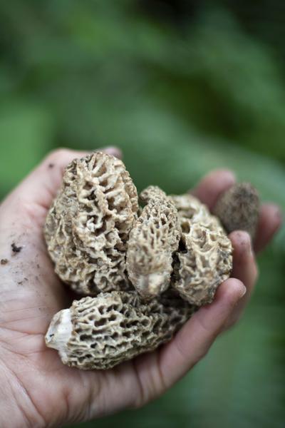 morel mushrooms 